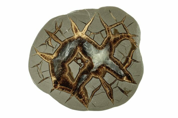 Polished Septarian Nodule End-Cut - Utah #264083